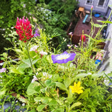 Samenkugel im Pergamintütchen