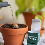 Samenkugel im Würfel