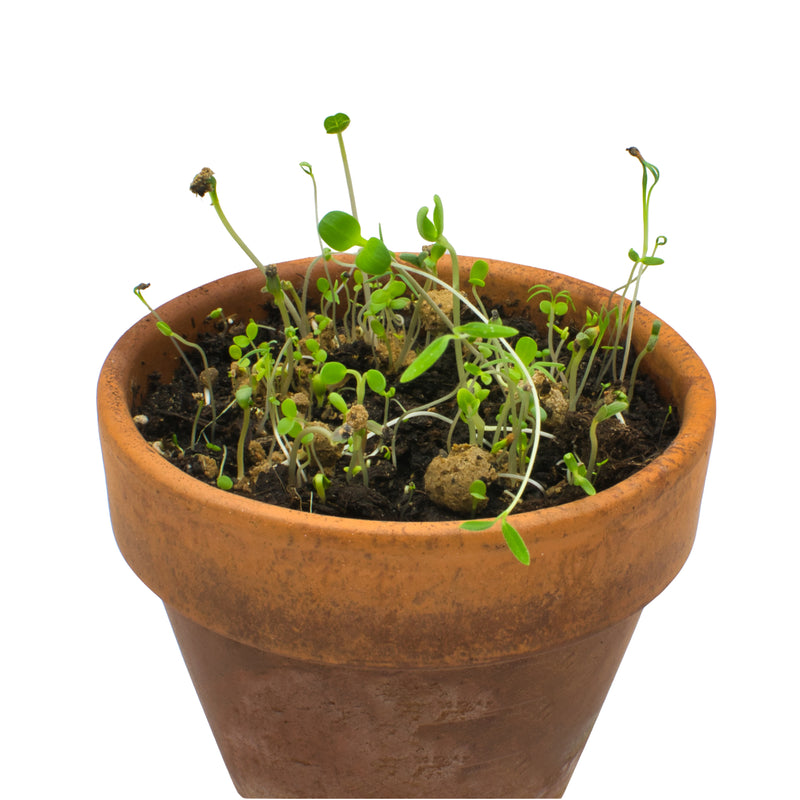 Seed ball in a glassine bag 